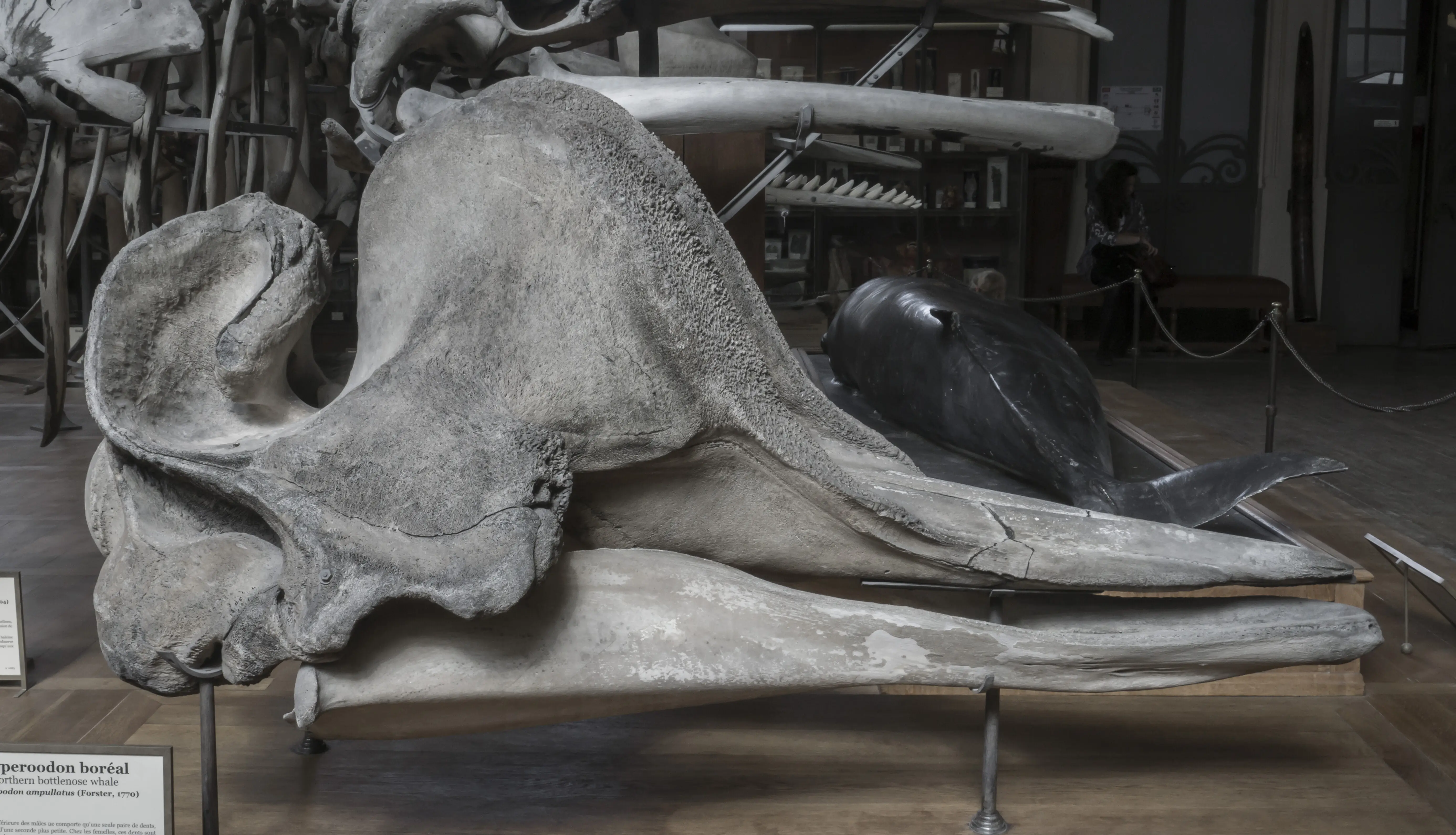 Eine Statue eines Pferdes liegt auf einem Tisch.